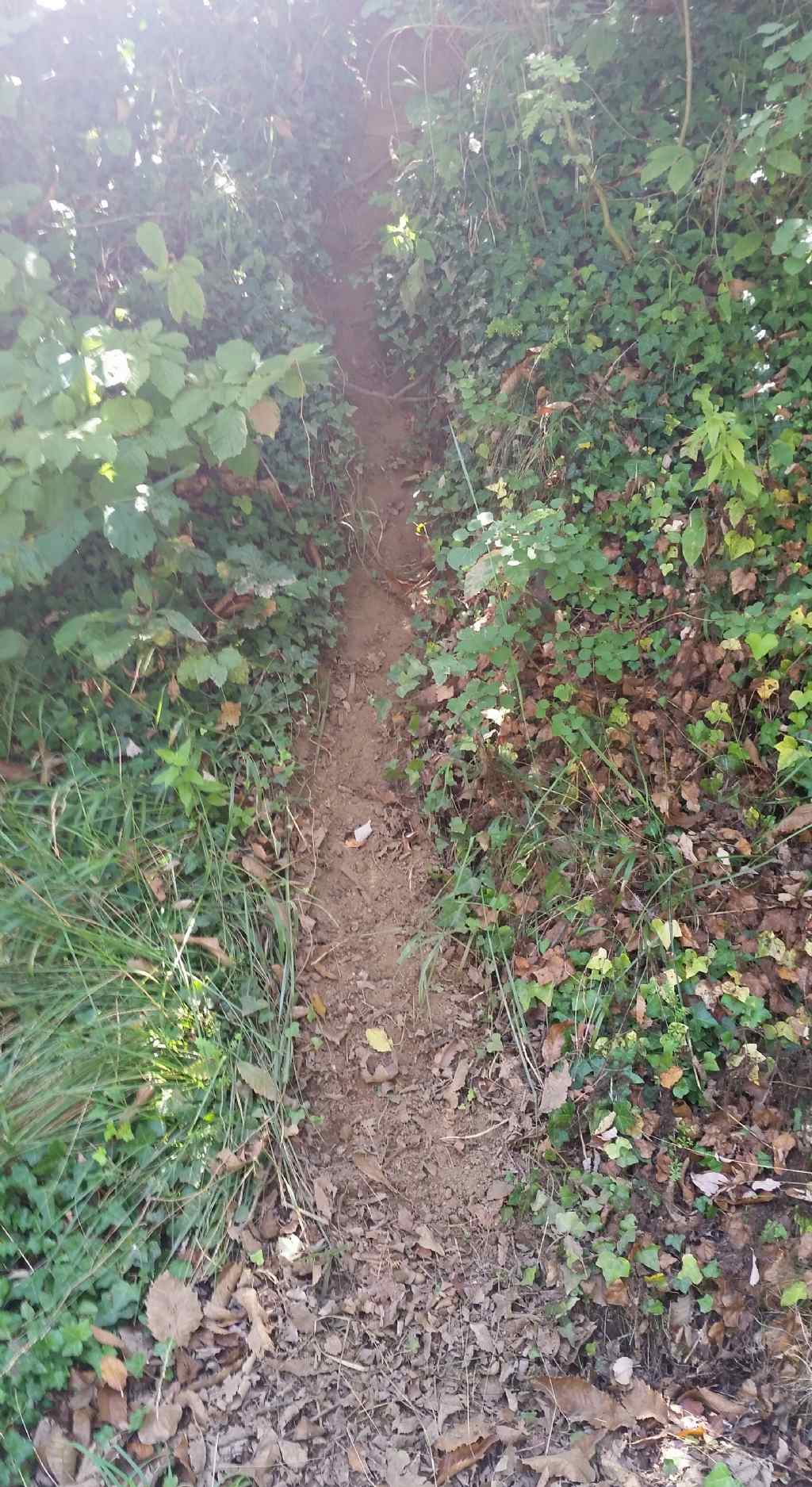 Traccia  passaggio di animali?